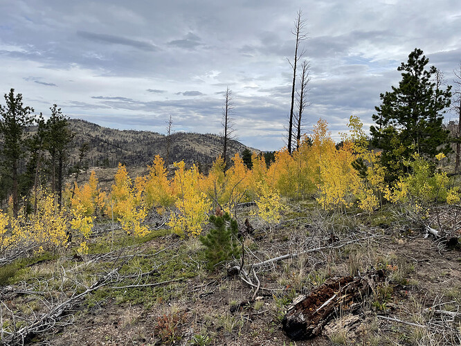 A small pine tree in foreground with aspen saplings in midground and dead trees on mountain in distance.