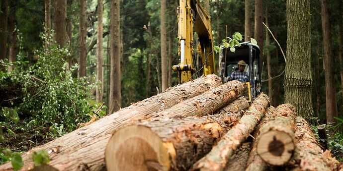 logs, lumber markets