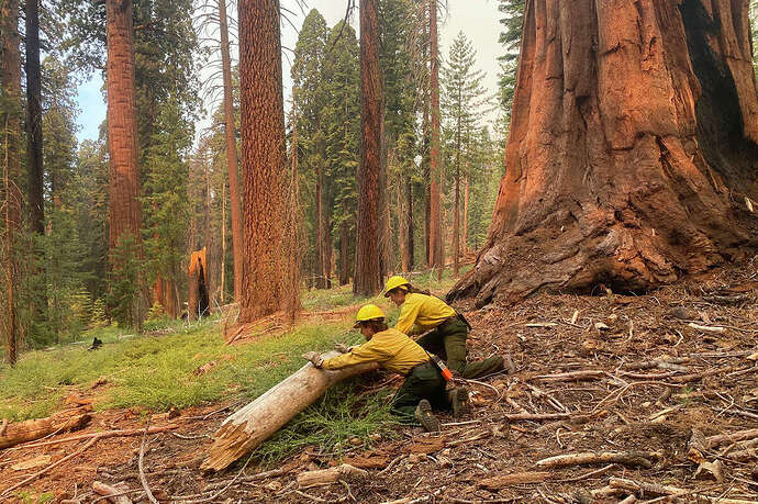 Firefighters prepare giant sequoias for fire by removing fuels from the bases of trees.