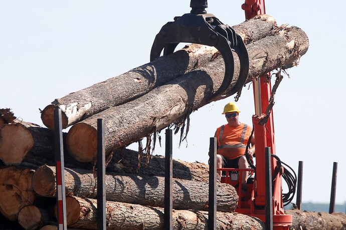 A worker unloads logs at the Murray Brothers Lumber Company in Madawaska
