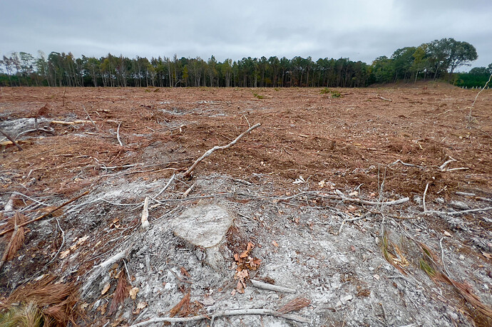 A logging site in Chowan County, North Carolina, where photographer Tom Brennan saw trees being chipped and hauled to the Enviva Ahoskie wood pellet mill in 2022. Credit: Tom Brennan