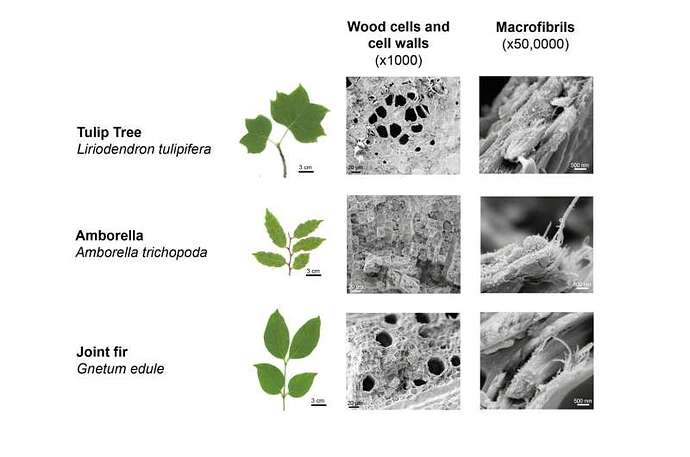 Scientists discover entirely new wood type that could be highly efficient at carbon storage