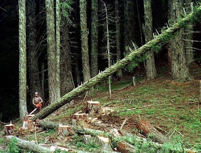 A logger cuts down a large fir tree in the Umpqua National Forest, near Oakridge, Oregon.
