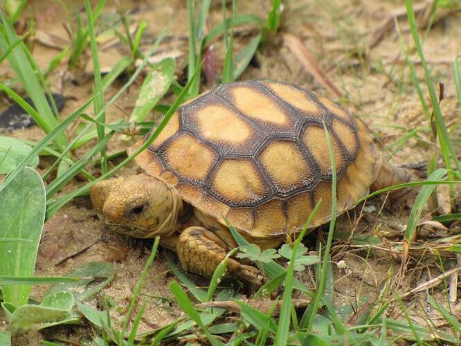 Baby gopher tortoise in grass