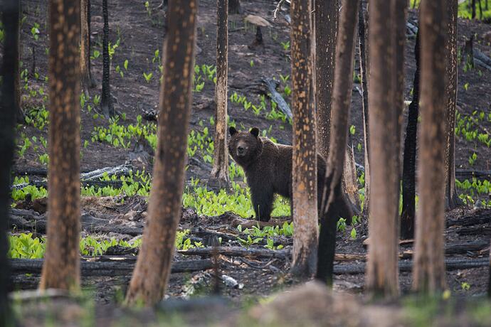 A bear looks towards the camera while walking through a forest burned by a wildfire, with green grass poking through the blackened earth.