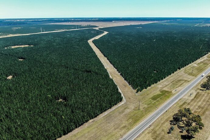 An aerial view of a tree plantation.