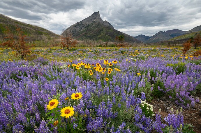 Wildflowers in purple and yellow blanket a mountain valley with a peak in the background.