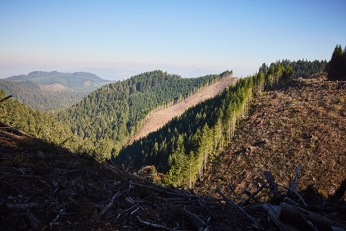 On Dead Horse Ridge, in a part of Oregon’s Coast Range known as Blue and Gold, clear-cut private lands meet forested public lands. Soon, much of this whole area could be logged.