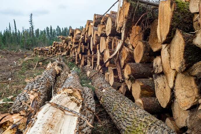 A long row of logs is scene at a forestry operation in a provincial park.