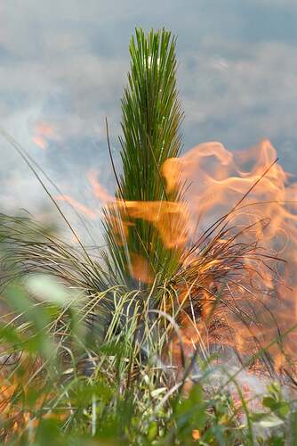 Longleaf pine needles on fire