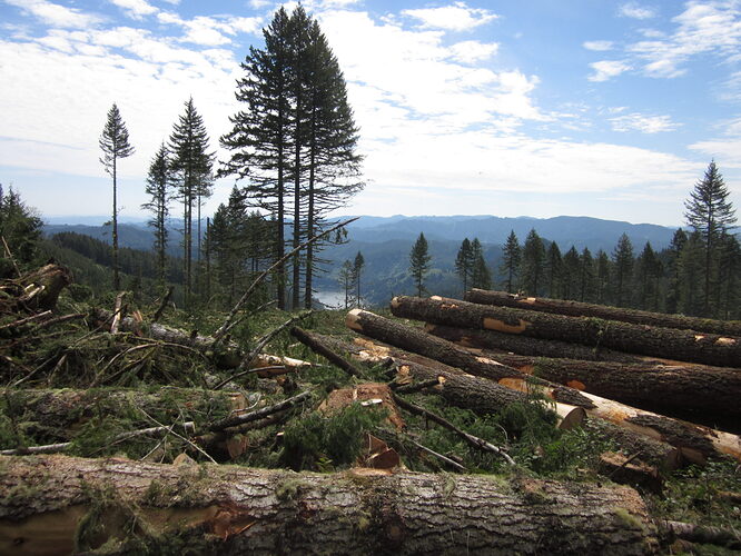 The Elliott State Forest after a section was logged near Loon Lake. (Photo courtesy of Francis Eatherington)