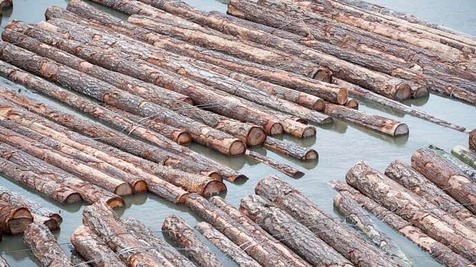 A bunch of logs float on the water.