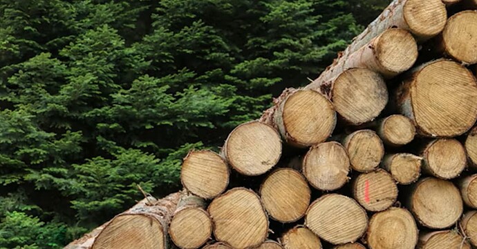 lumber-forest-feature-image