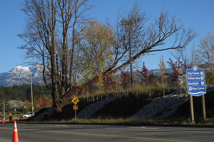 Crews from Tilleys Trucking and Excavating remove trees from the San Group property at the corner of Stamp Avenue and Roger Street in Port Alberni on Nov. 8, 2022. (JERRY FEVENS/ Special to the AV News)