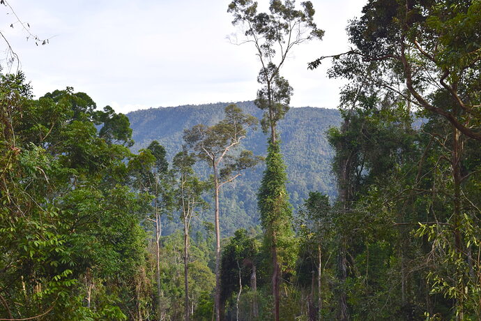 Logged forest, Borneo