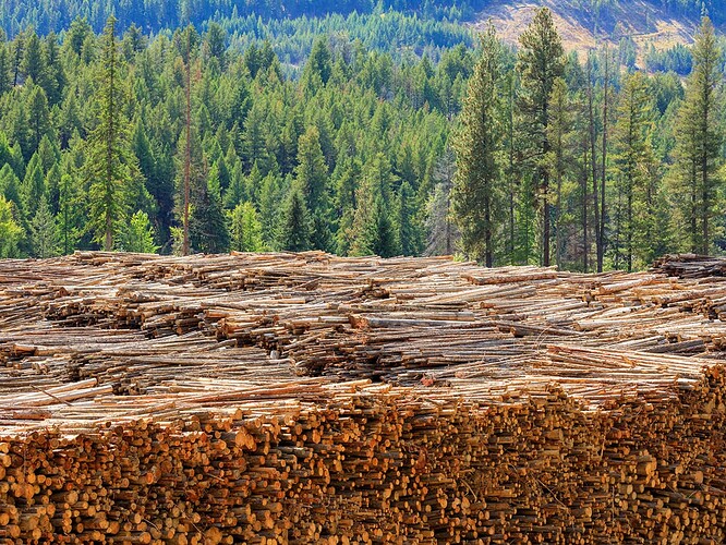 769_Canadian_softwood_lumber_logs-dreamstime