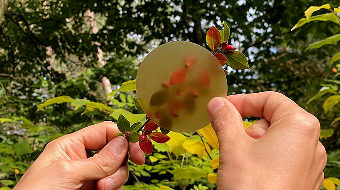 a round sample of plastic is held up for view against some tree branches