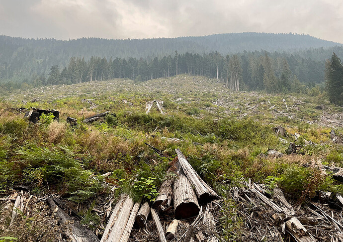 Clearcut forests in British Columbia, Canada.