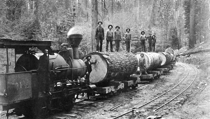 Harvesting California old-growth timber in 1901.
