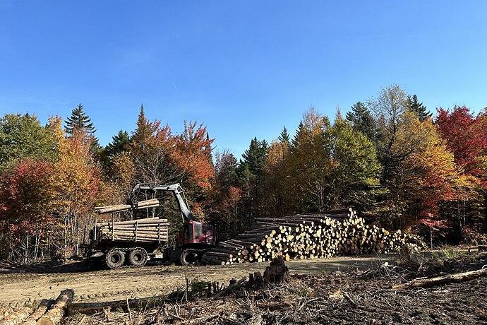 A logging operation in a wooded area
