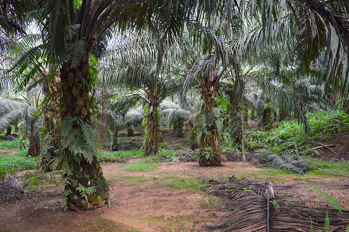 Borneo oil palm plantation
