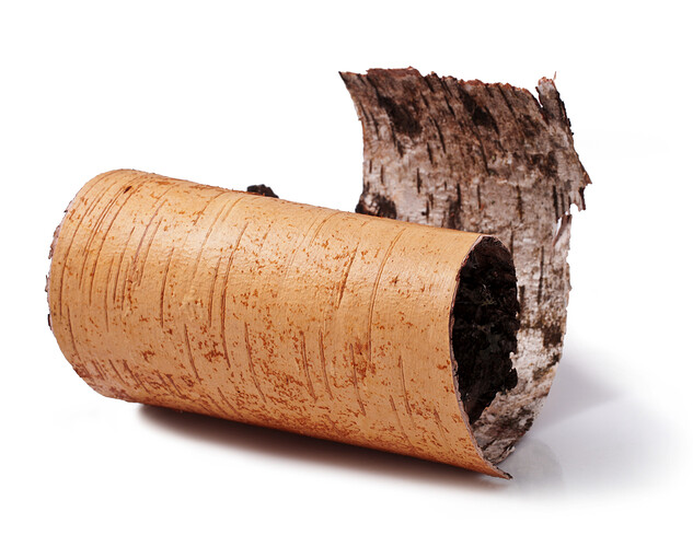 More to bark that meets the eye? (Photo Credit: 38057658 | © Multik | Dreamstime.com)