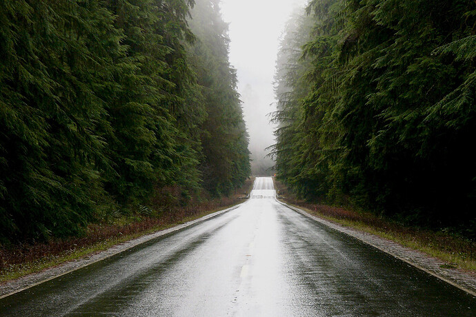 Old-growth forest along a highway on the Olympic peninsula in Washington state.