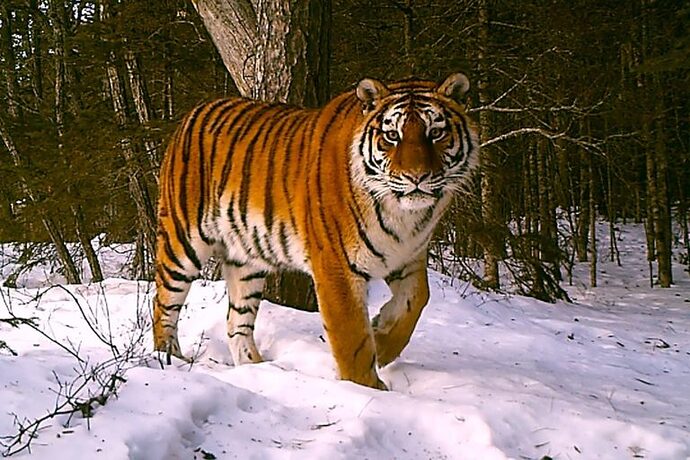 Amur tigers are among the creatures found in Russia's taiga forest habitat. Image courtesy of WCS Russia & Sikhote-Alin Reserve.
