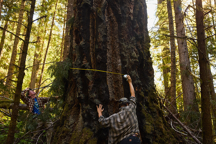 Reeder, left, and Madeline Cowen, an organizer with the environmental group Cascadia Wildlands, measure an old-growth tree in the Yellow Creek area.