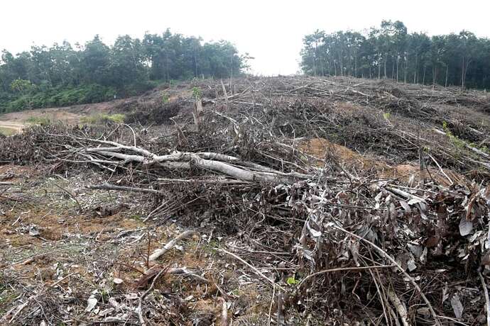 This picture taken on May 19, 2017, shows a forest that was recently cleared to plant oil palm trees in Jambi, south Sumatra, Indonesia.