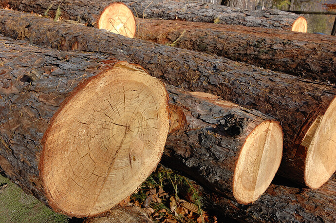 Canada"s logging increased by 16.3% in 2021