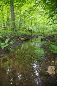 streambed in Virginia forest