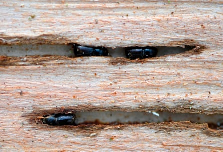 Close-up of beetles boring into a tree|445x304.45691095726903