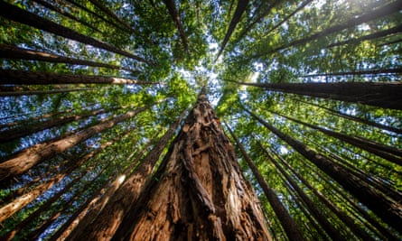 Giant sequoia tree climbing into the sky with the rest of the trees in the forest on a sunny day|445x267.10924713584285