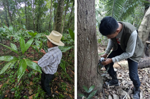 Two photos: The first is a forester showing leafy green vegetation, the second is a forester installing a camera trap at the base of a tree in a forest.