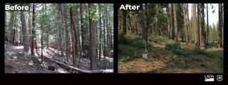 Photos showing a before and after of a wildfire burn area.