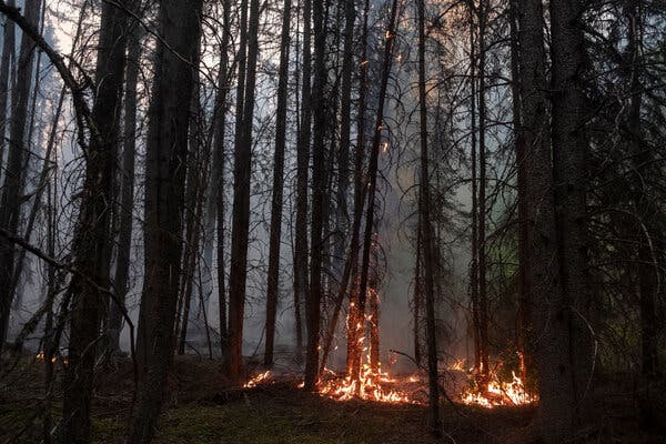 A fire is burning around the base of some trees in a forest.