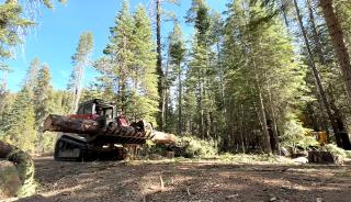 Removal of hazard trees around Chapman Campground on the Tahoe National Forest by a large tracked log mover.