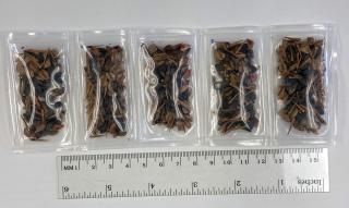 Five packets of seeds above a ruler indicating each packet to be around one inch wide.