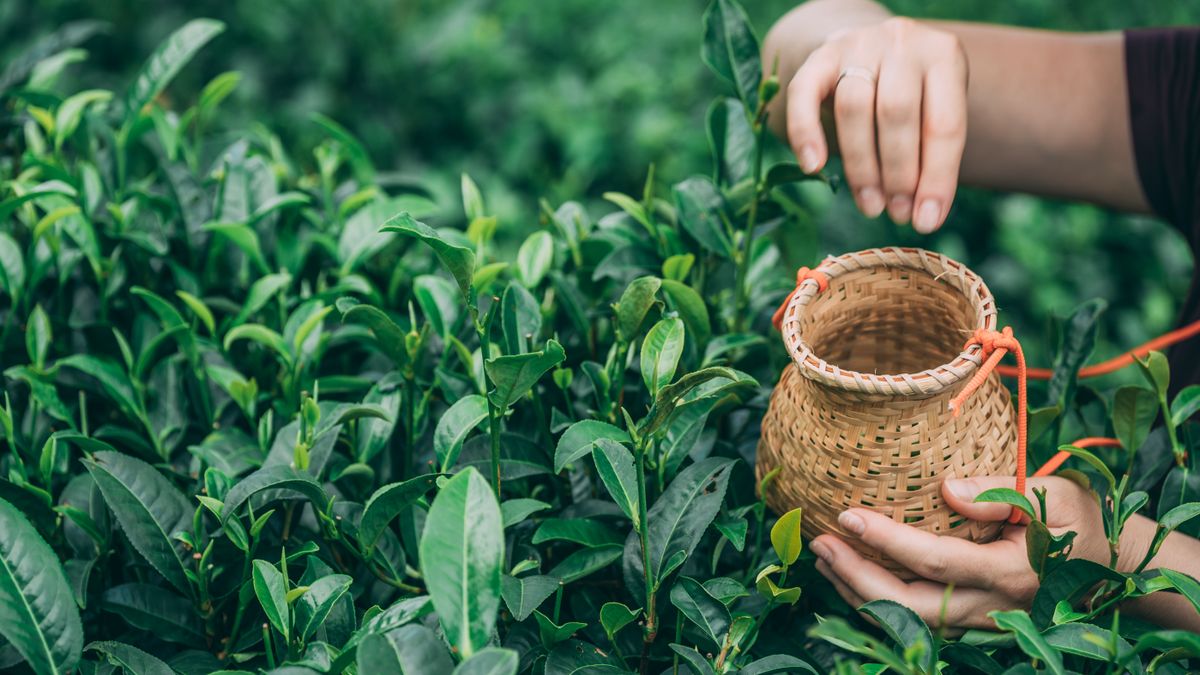 tea farm farmers