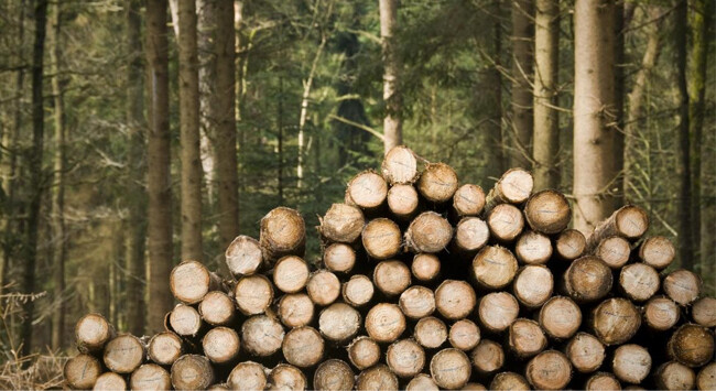 UK-timber-crisis