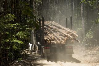 A picture of a logging truck hauling a truck-load of small diameter logs.