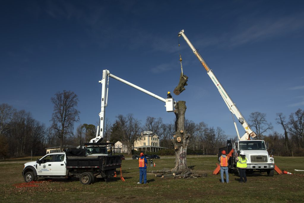 The famed Belmont Plateau maple, which was taken down in 2021 before it could fall on its own