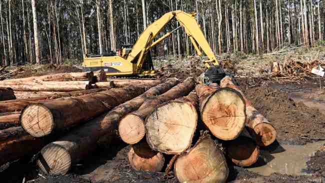 Native timber logging in Victorian forests will cease sooner than originally planned, in a move that will impact upwards of 15,000 workers. Picture: Dannika Bonser