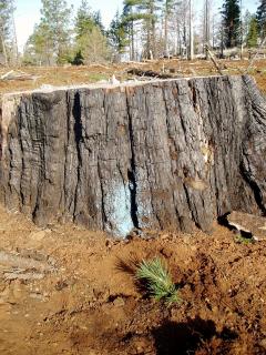A seedling is placed next to a tree stump as part of reforestation efforts on the Modoc National Forest.