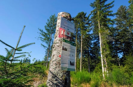 Forestry notices attached to a tree stump with healthy trees in the background|445x291.92