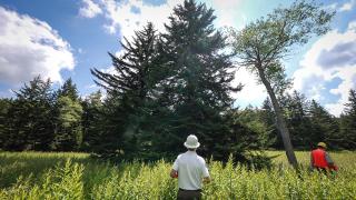 Jim Kaufmann, Director of Capitol Grounds and Arboretum at the Architect of the Capitol, reviews a potential tree candidate.