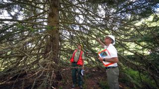 Jim Kaufmann, Director of Capitol Grounds and Arboretum at the Architect of the Capitol, inspects a red spruce tree candidate with Ray Nelling, a forester and tree team lead.