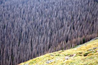 A large area of forest infested by the Mountain Pine Beetle. All trees appear to be standing, but dead.