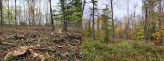 Two photos side by side. The photo on the left shows a forest with a mix of small and large trees with stumps the foreground. The photo on the right shows small and large trees with tall grass, shrubs, and saplings growing between.
